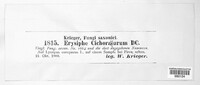 Golovinomyces cichoracearum image